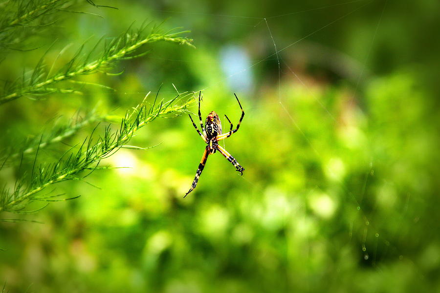IMG_7118 - Garden Spider Photograph by Travis Truelove