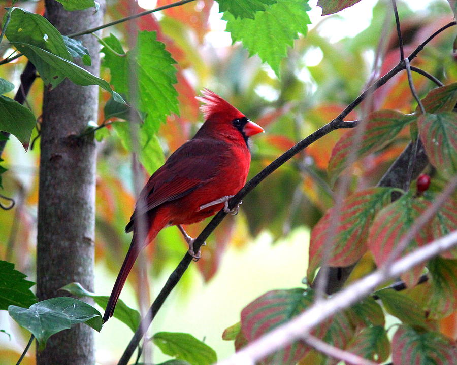 Img_7141 - Northern Cardinal Photograph