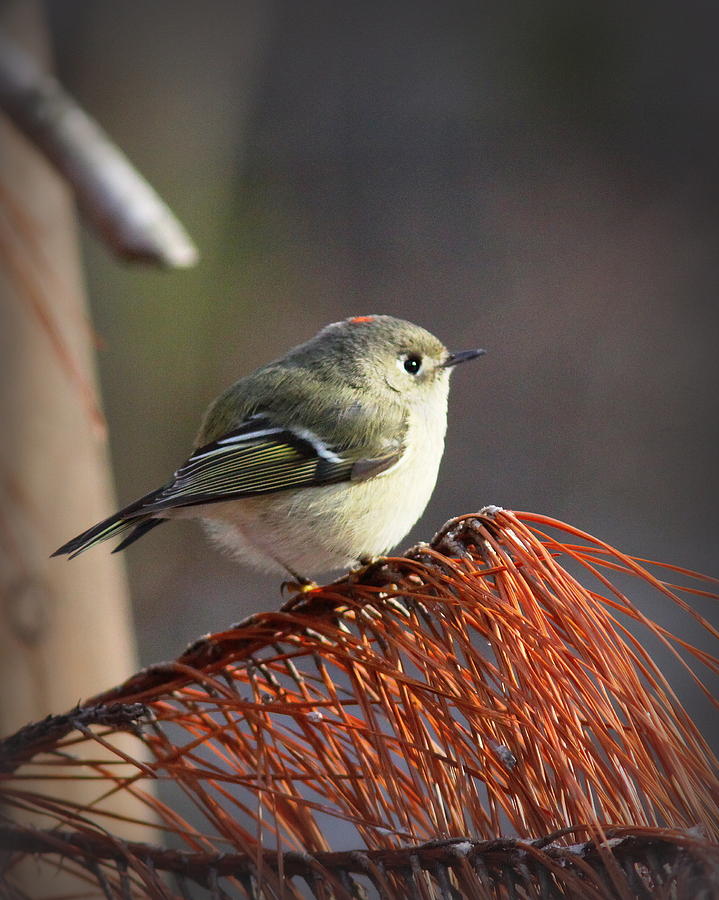 IMG_7150-008 - Ruby-crowned Kinglet Photograph by Travis Truelove