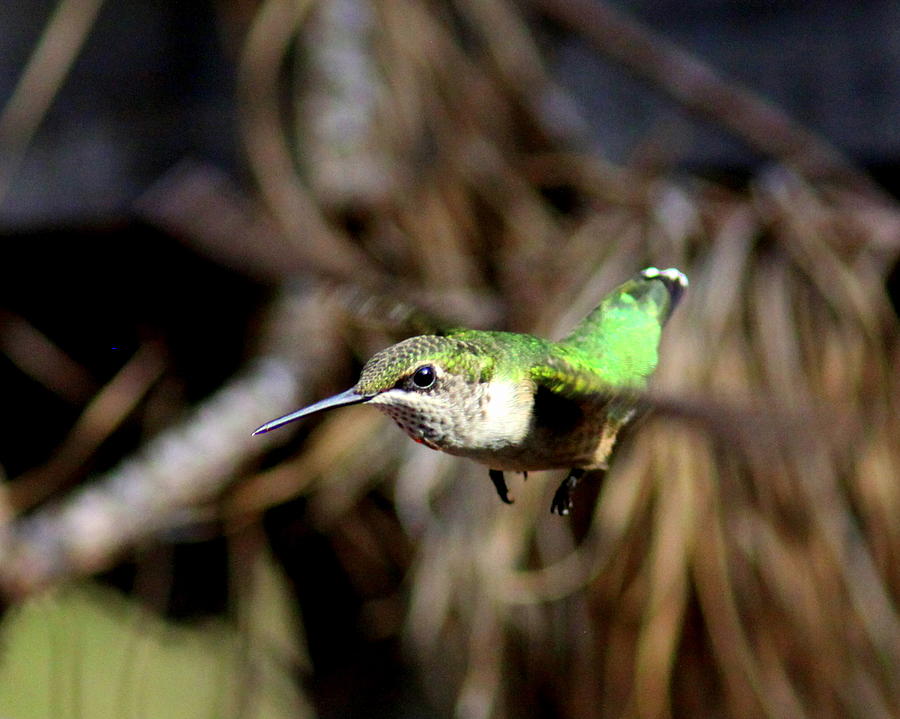 IMG_7164-004 - Ruby-throated Hummingbird Photograph by Travis Truelove