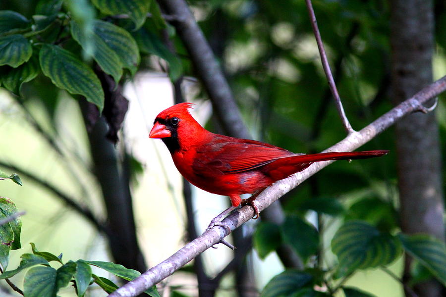 IMG_7175 - Northern Cardinal Photograph by Travis Truelove