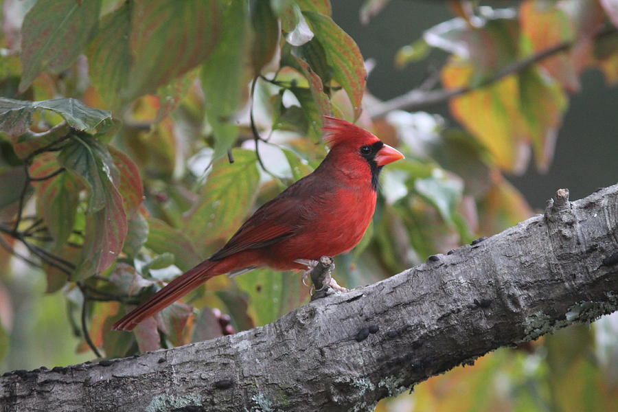 IMG_7183-002 - Northern Cardinal Photograph by Travis Truelove