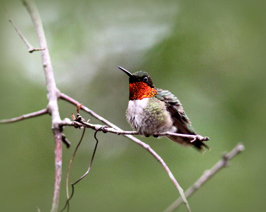 IMG_7183 - Ruby-throated Hummingbird Photograph by Travis Truelove
