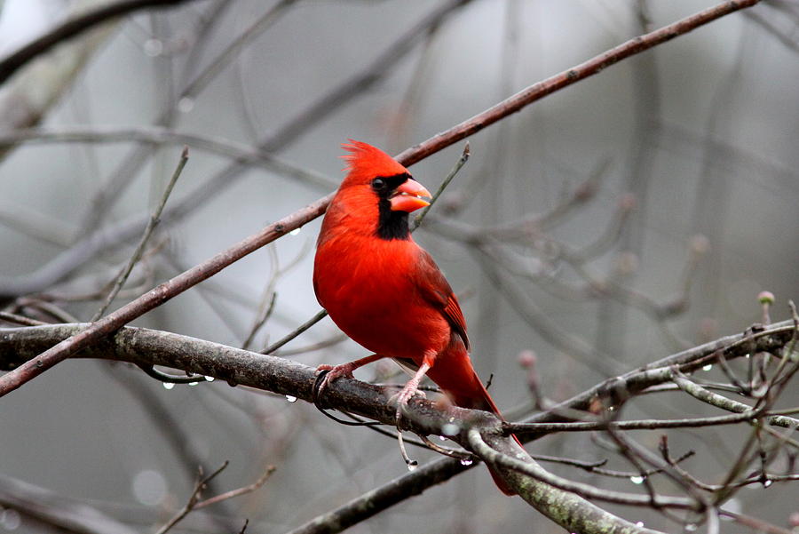 IMG_7230 - Northern Cardinal Photograph by Travis Truelove