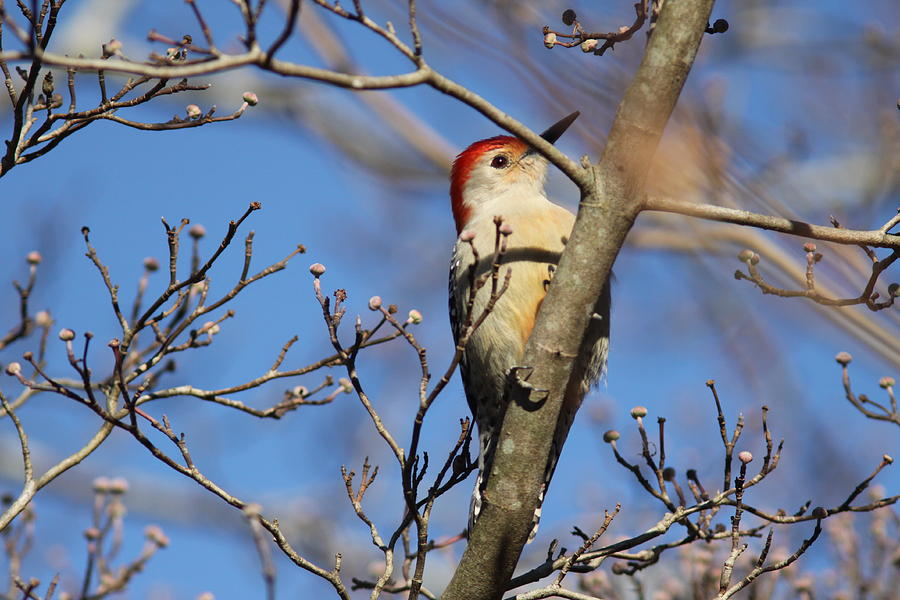 IMG_7233 - Red-bellied Woodpecker Photograph by Travis Truelove