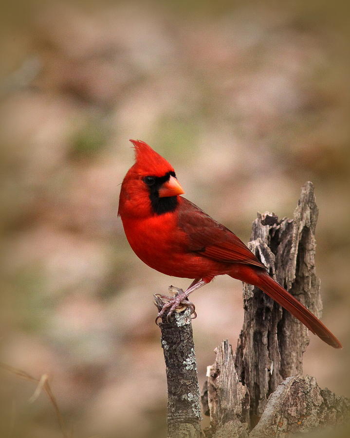 IMG_7234 - Northern Cardinal Photograph by Travis Truelove