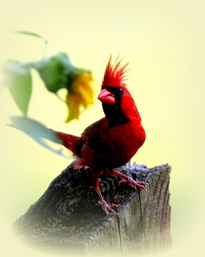 IMG_7250 - Northern Cardinal Photograph by Travis Truelove