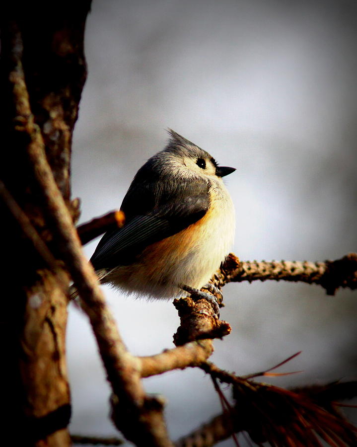 IMG_7279-001 - Tufted Titmouse Photograph by Travis Truelove