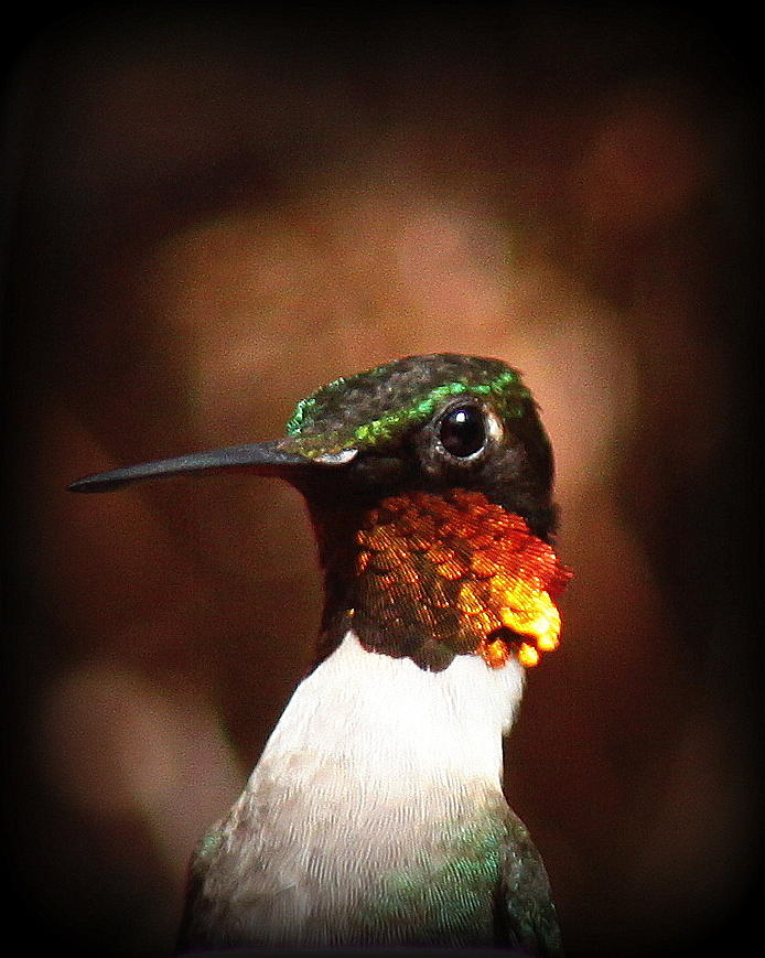IMG_7284 - Ruby-throated Hummingbird Photograph by Travis Truelove