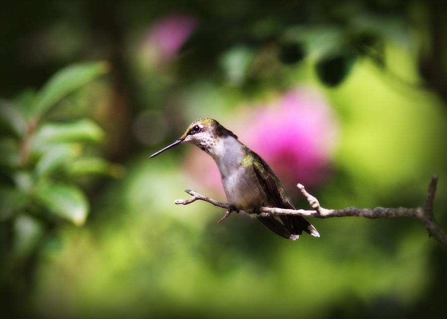 IMG_7296-004 - Ruby-throated Hummingbird Photograph by Travis Truelove