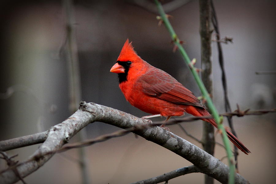 IMG_7346 - Northern Cardinal Photograph by Travis Truelove