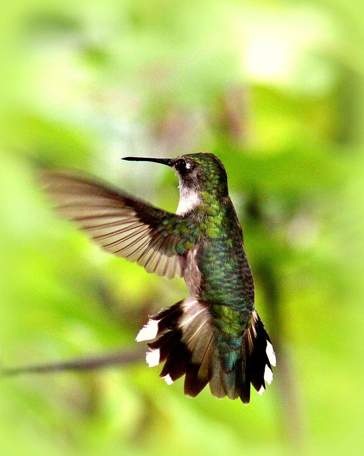 IMG_7353-004 - Ruby-throated Hummingbird Photograph by Travis Truelove