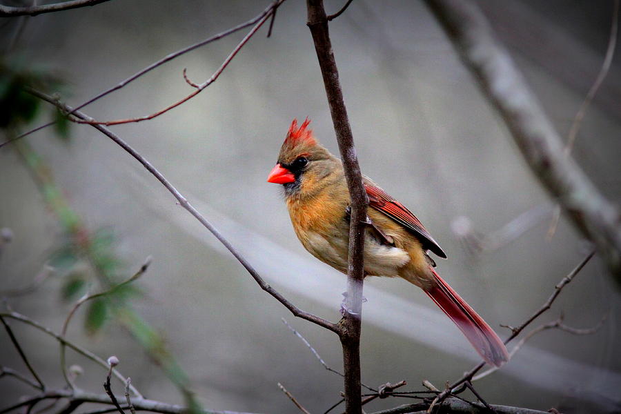 IMG_7385 - Northern Cardinal Photograph by Travis Truelove