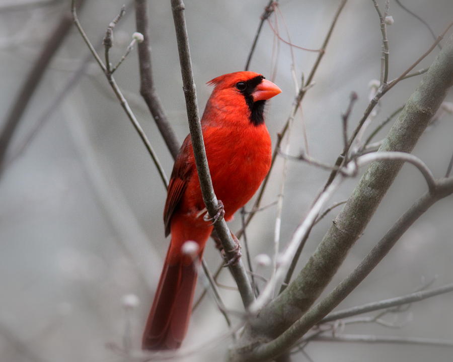IMG_7418 - Northern Cardinal Photograph by Travis Truelove