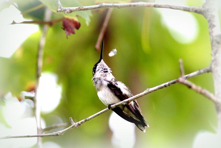 IMG_7436-020 - Ruby-throated Hummingbird Photograph by Travis Truelove