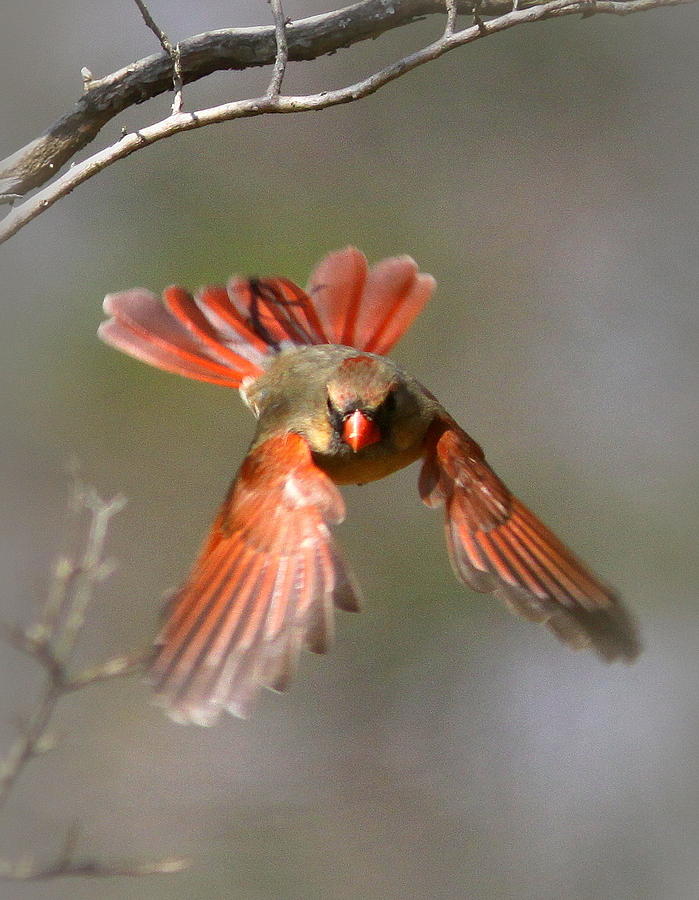 IMG_7449-002 - Northern Cardinal Photograph by Travis Truelove
