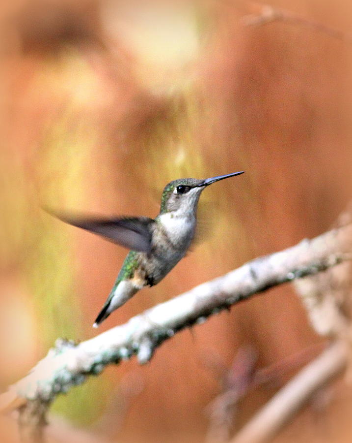 IMG_7502 - Ruby-throated Hummingbird Photograph by Travis Truelove