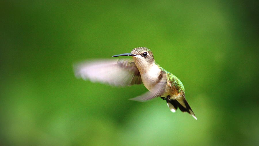 IMG_7512 - Ruby-throated Hummingbird Photograph by Travis Truelove