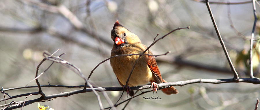IMG_7553-002 - Northern Cardinal Photograph by Travis Truelove