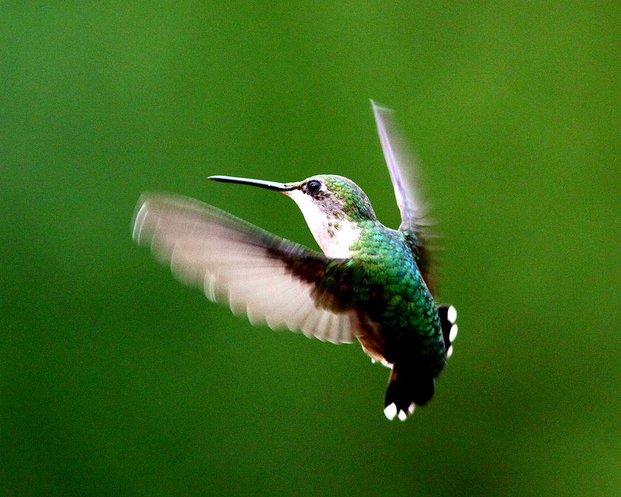 IMG_7567-002 - Ruby-throated Hummingbird Photograph by Travis Truelove