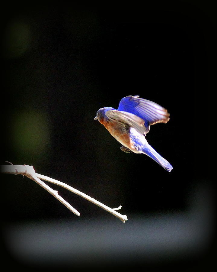 IMG_7589 - Eastern Bluebird Photograph by Travis Truelove