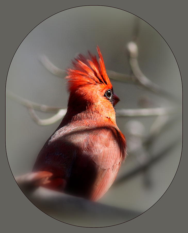 IMG_7623 - Northern Cardinal Photograph by Travis Truelove
