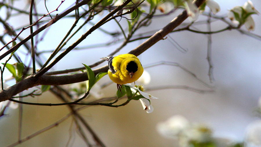 IMG_7632 - American Goldfinch Photograph by Travis Truelove