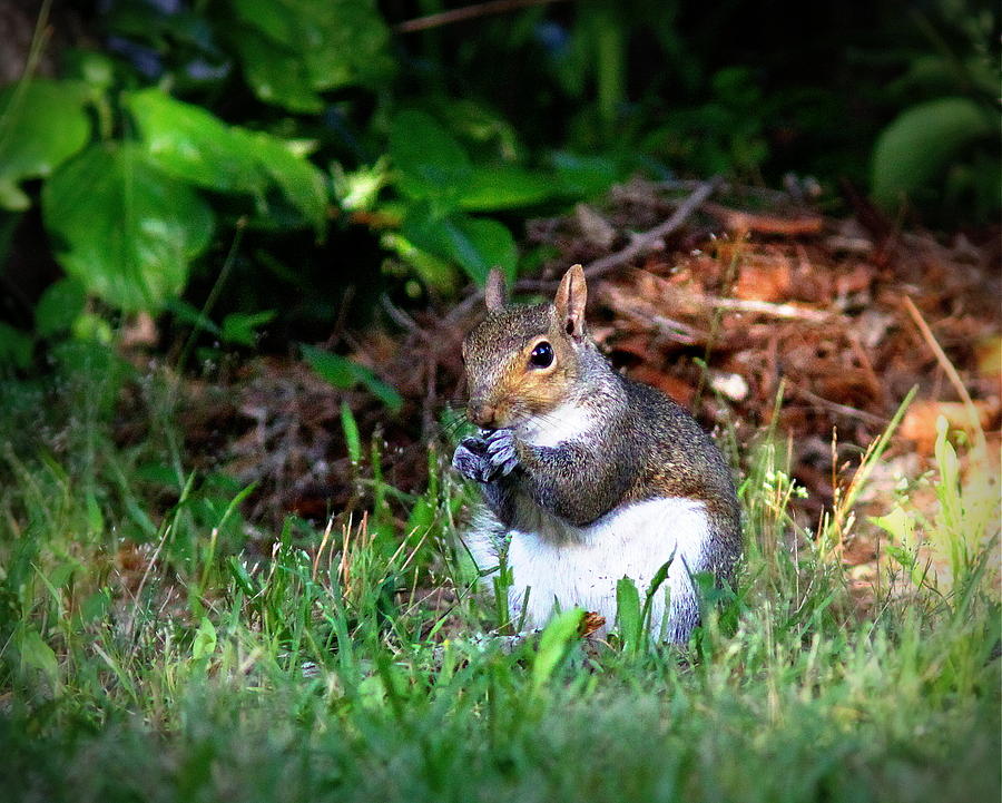 IMG_7652 - Squirrel Photograph by Travis Truelove