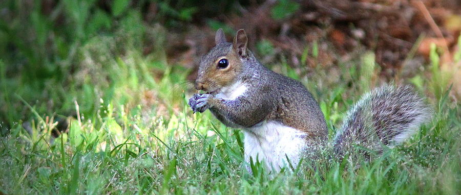 IMG_7656-001 - Squirrel Photograph by Travis Truelove
