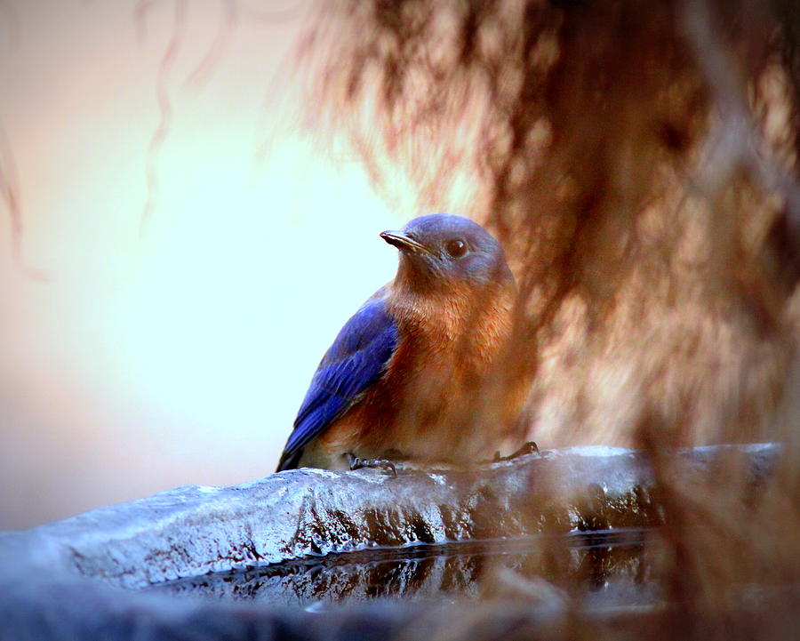 IMG_7685 - Eastern Bluebird Photograph by Travis Truelove