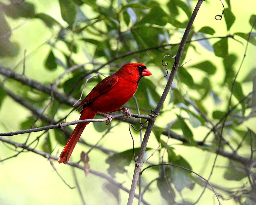 IMG_7702 -  Northern Cardinal Photograph by Travis Truelove