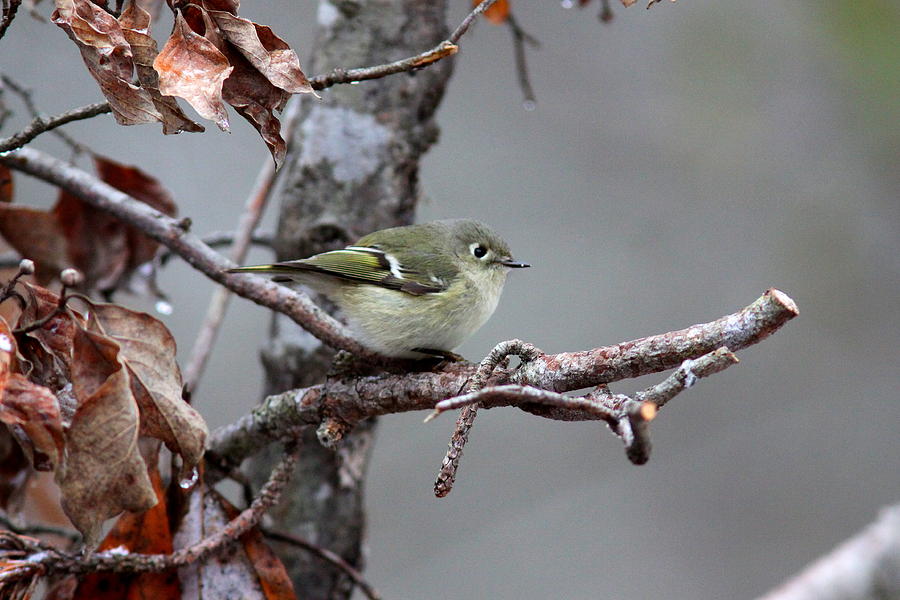 IMG_7727 - Ruby-crowned Kinglet Photograph by Travis Truelove