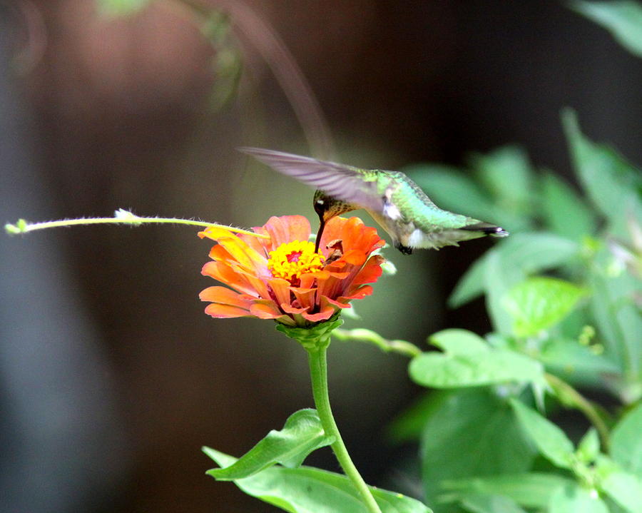 IMG_7753 -  Ruby-throated Hummingbird Photograph by Travis Truelove
