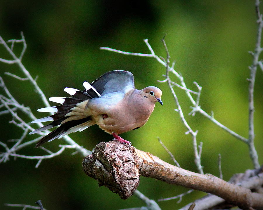 IMG_7756 - Mourning Dove Photograph by Travis Truelove