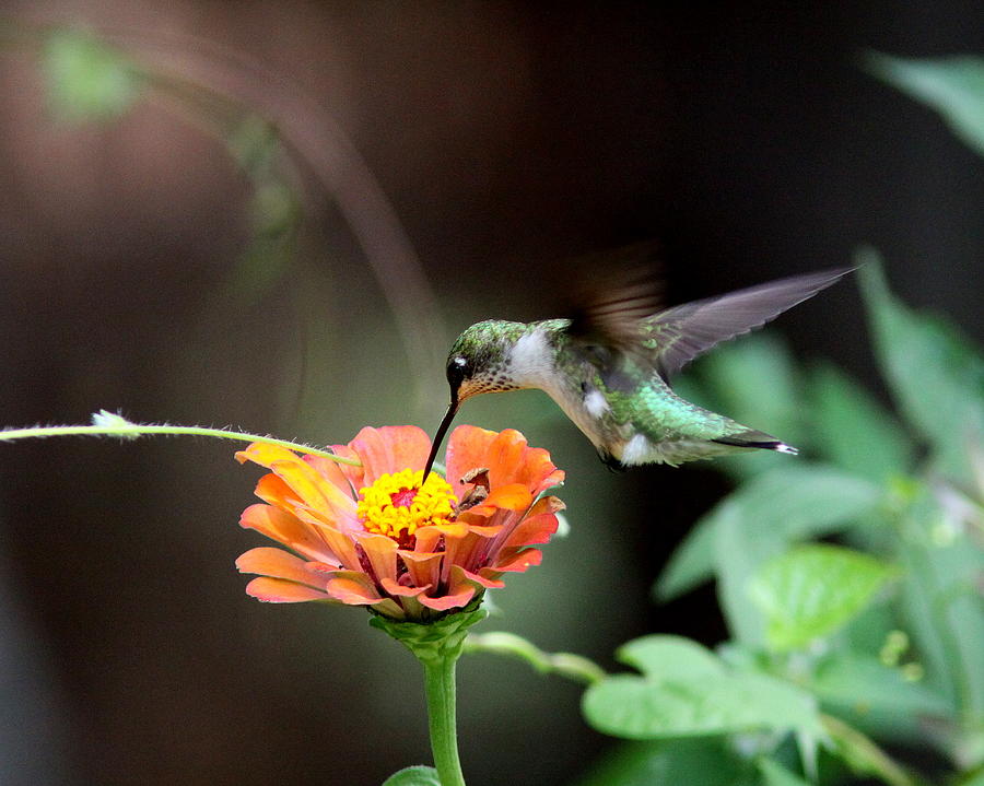 Ruby-throated Hummingbird Photograph - IMG_7761 - Ruby-throated Hummingbird by Travis Truelove