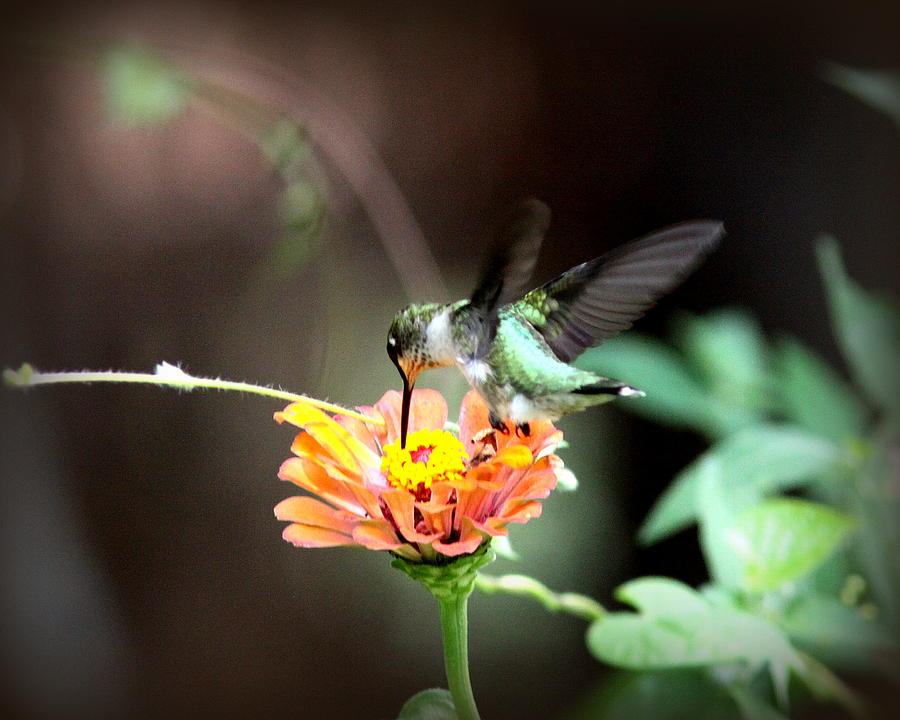 IMG_7766-004 -  Ruby-throated Hummingbird Photograph by Travis Truelove