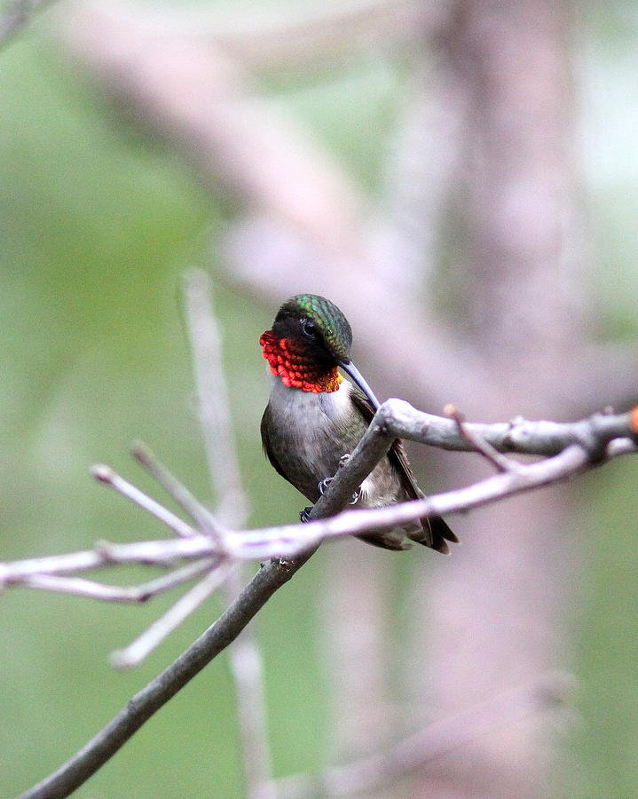 IMG_7800-001 - Ruby-throated Hummingbird Photograph by Travis Truelove