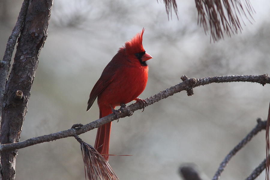 IMG_7828 - Northern Cardinal Photograph by Travis Truelove
