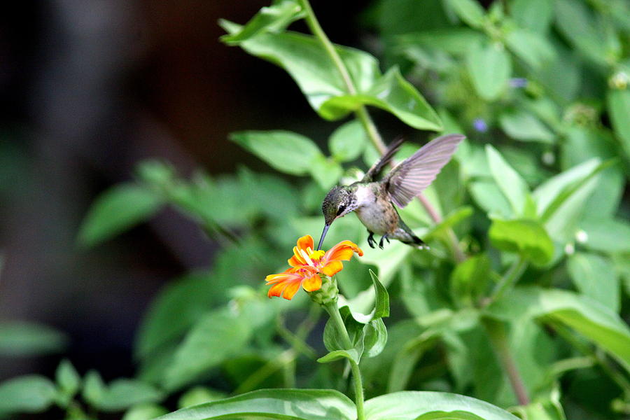 IMG_7841-001 - Ruby-throated Hummingbird Photograph by Travis Truelove