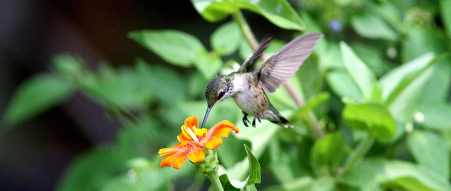 IMG_7841-008 - Ruby-throated Hummingbird Photograph by Travis Truelove