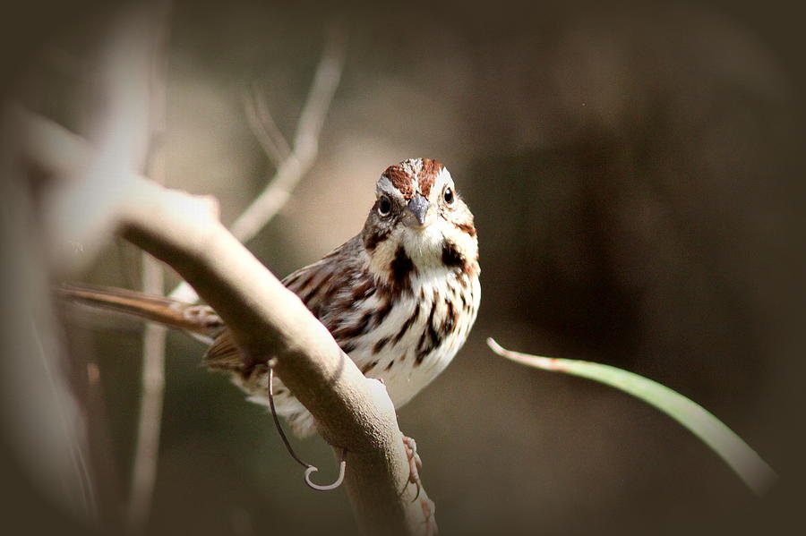 IMG_7869 - Song Sparrow Photograph by Travis Truelove
