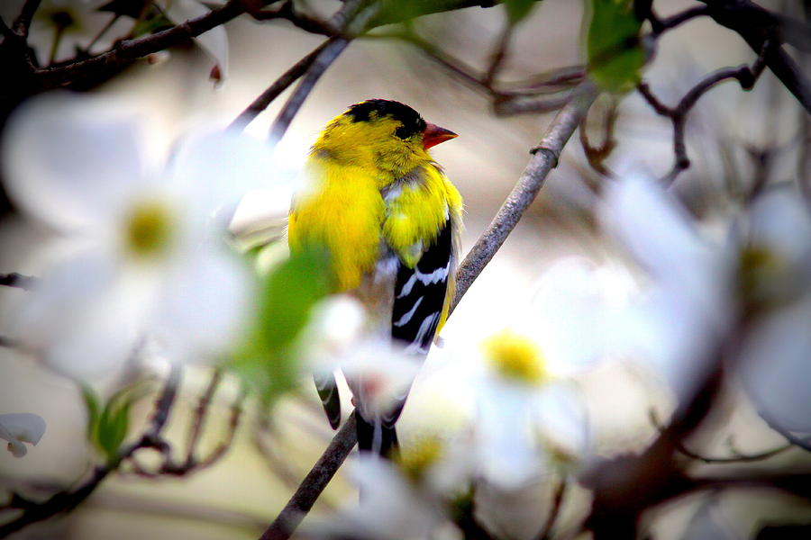 IMG_7887-001 - American Goldfinch Photograph by Travis Truelove