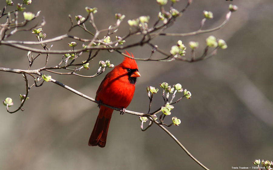IMG_7906-007 - Northern Cardinal Photograph by Travis Truelove