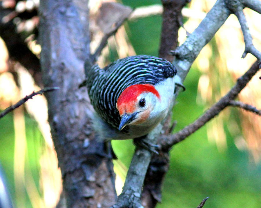 IMG_7949-001 - Red-bellied Woodpecker Photograph by Travis Truelove