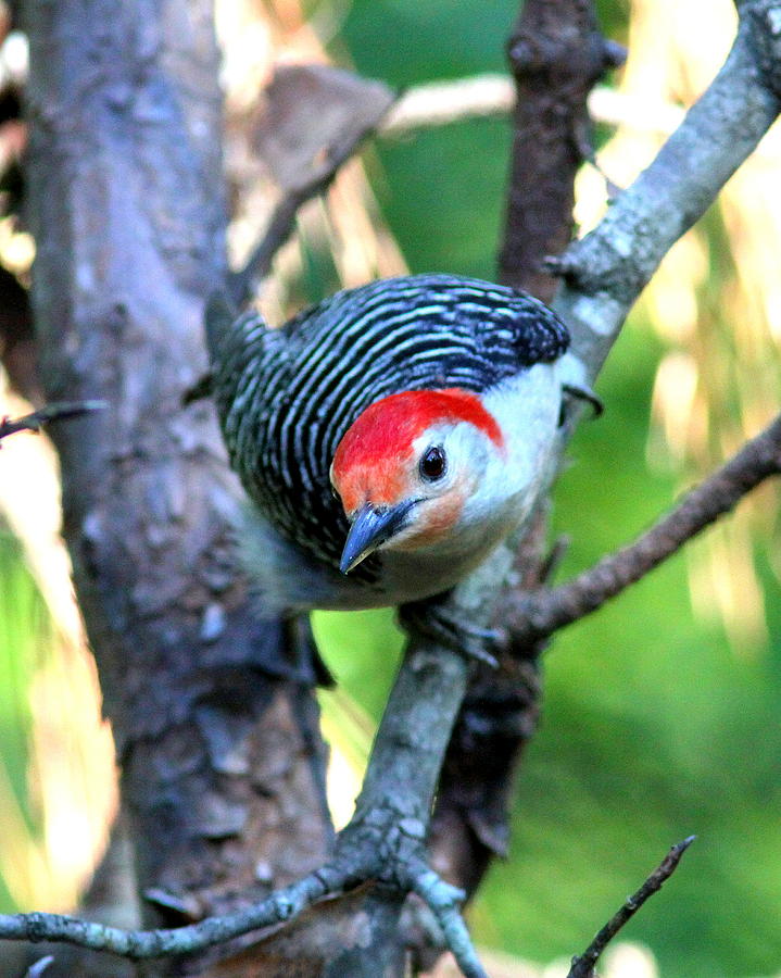 IMG_7949 - Red-bellied Woodpecker Photograph by Travis Truelove