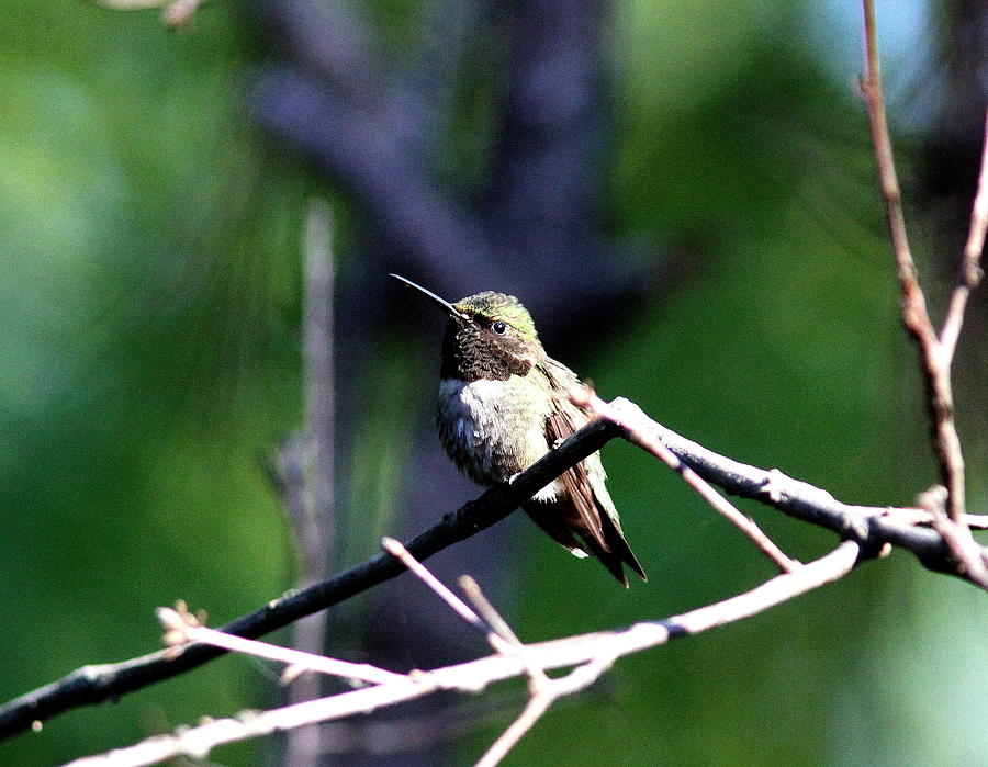 IMG_7954-001 - Ruby-throated Hummingbird Photograph by Travis Truelove