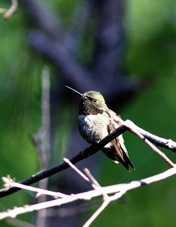 IMG_7954-002 - Ruby-throated Hummingbird Photograph by Travis Truelove