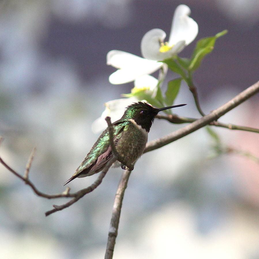 IMG_7963-002 - Ruby-throated Hummingbird Photograph by Travis Truelove