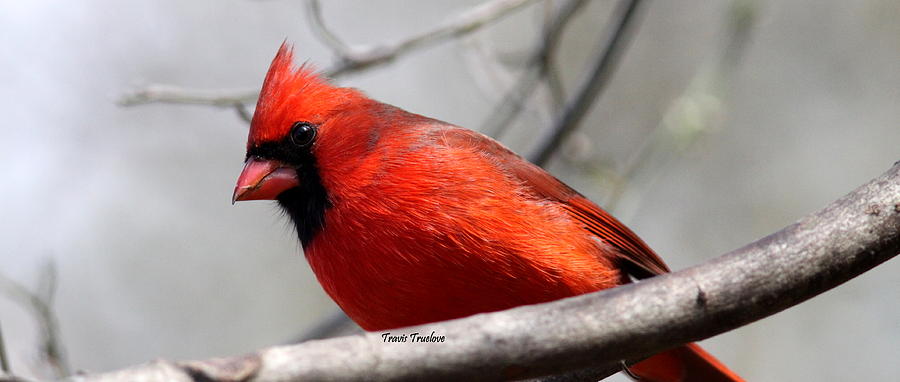 IMG_7984 - Northern Cardinal Photograph by Travis Truelove