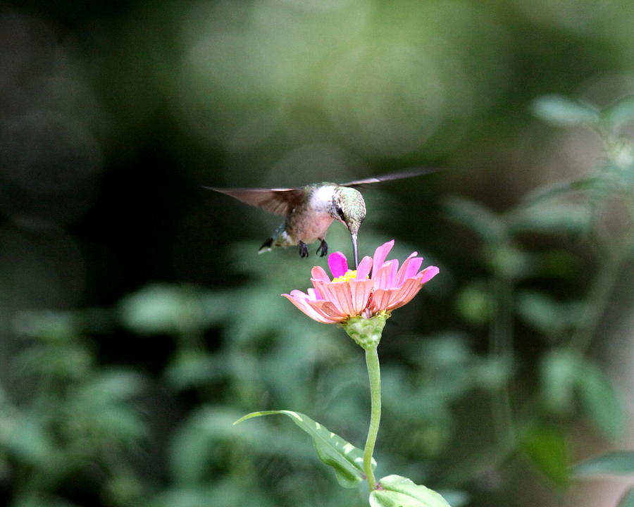 IMG_8045 -  Ruby-throated Hummingbird Photograph by Travis Truelove